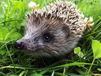 Close-up of an animal on field