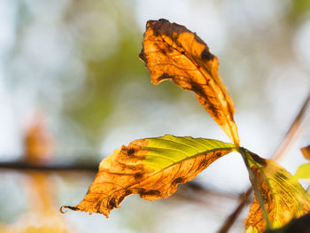 Close-up of dry maple leaf during autumn