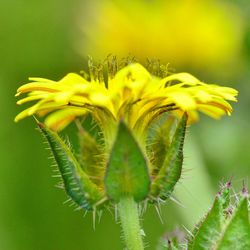 Close-up of yellow flowering plant