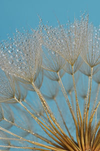 Closeup dandelion and dew drops, soft nature background