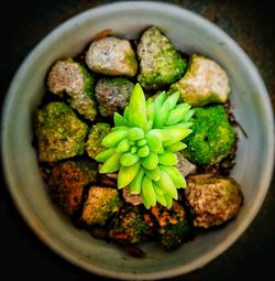 High angle view of vegetables in bowl