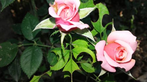 Close-up of pink rose