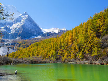 Pearl lake or zhuoma la lake and snow mountain in autumn in yading nature reserve, sichuan, china. 