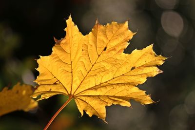 Close-up of maple leaves