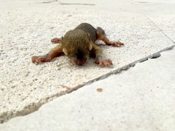 Close-up of squirrel on ground