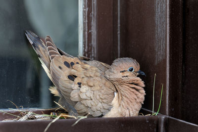 Close-up of bird