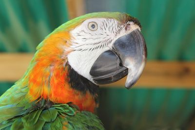 Close-up of a parrot