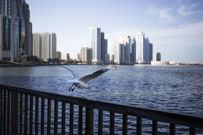 Birds flying over sea by cityscape against sky