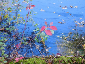 Close-up of flowers floating on lake