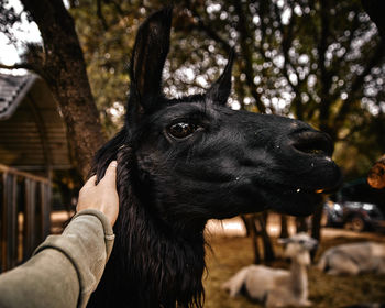 Close-up of hand touching lama