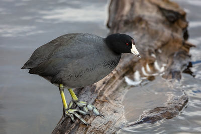 American coot on a log