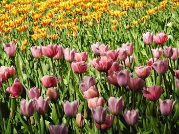 Close-up of pink tulips on field