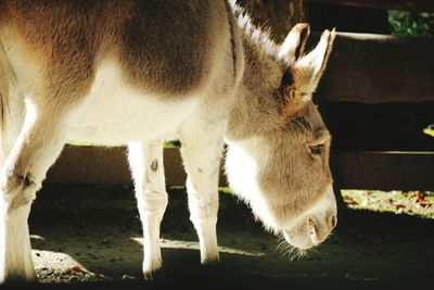 Close-up of horse