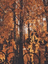 Trees in forest during autumn