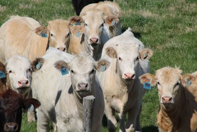 Portrait cows on grassy field