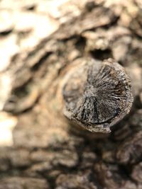 Close-up of lizard