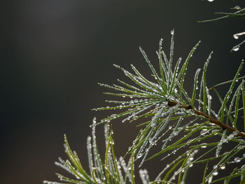 Close-up of wet plant at night