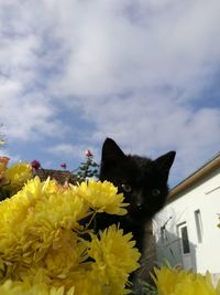 View of a yellow flower against blue sky