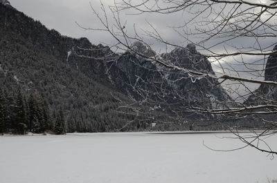 Bare trees on snow covered landscape