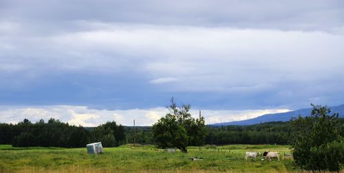 Scenic view of field against sky