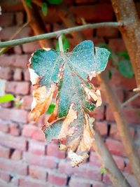 Close-up of damaged leaf