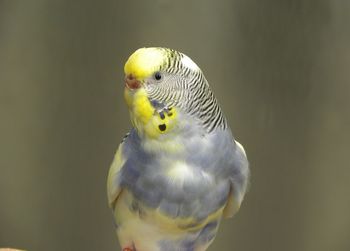 Budgerigar 