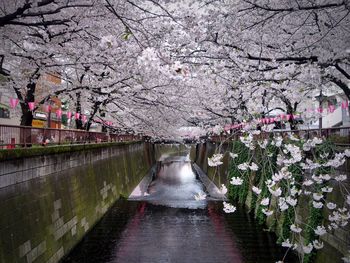 Cherry blossom trees over meguro river canal in city