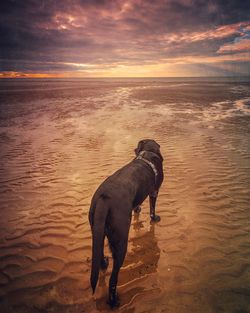 Dog on beach against sky during sunset