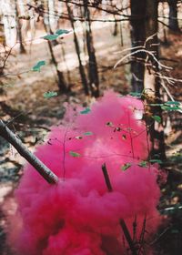 Close-up of pink plants in forest