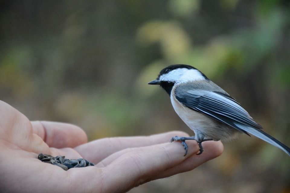 CLOSE-UP OF CROPPED HAND HOLDING BIRD