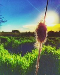Close-up of plants growing on field against sky during sunset