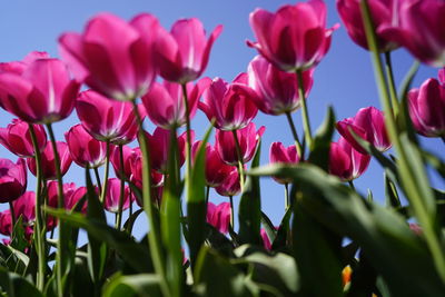 Close-up of pink tulips on field