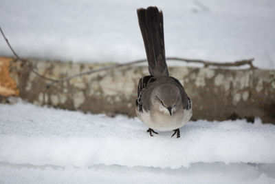 Close-up of bird perching on snow covered landscape