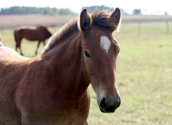 Horse standing on field