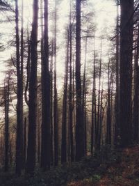 Trees in forest