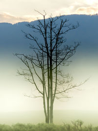 Bare trees on landscape