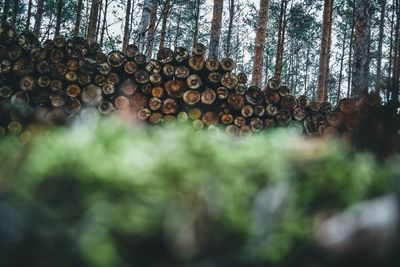 Stack of logs in forest