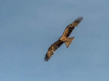 Low angle view of bird flying against clear sky