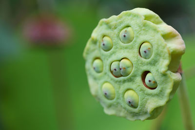 Close-up of succulent plant