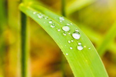 Close-up of raindrops on leaf