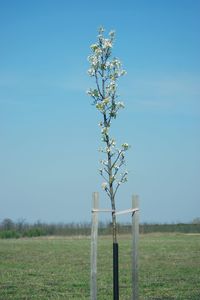 Tree on field against clear blue sky