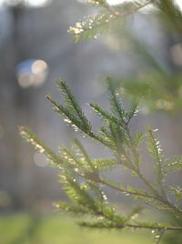 Close-up of plant