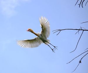 Low angle view of bird flying against clear blue sky