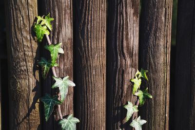 Close-up of plants against blurred background