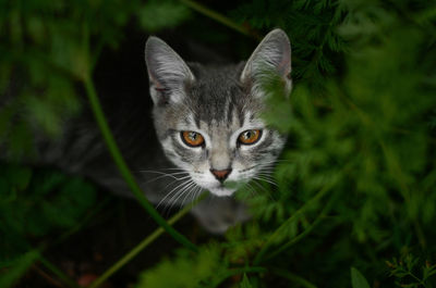 Portrait of cat by plant outdoors