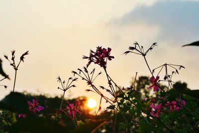 Close-up of silhouette plant against sky at sunset