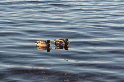 Ducks swimming in water