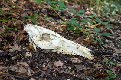 High angle view of animal skull on field