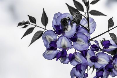 Close-up of purple flowering plant against sky