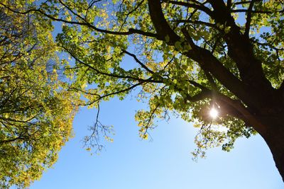 Low angle view of trees on sunny day